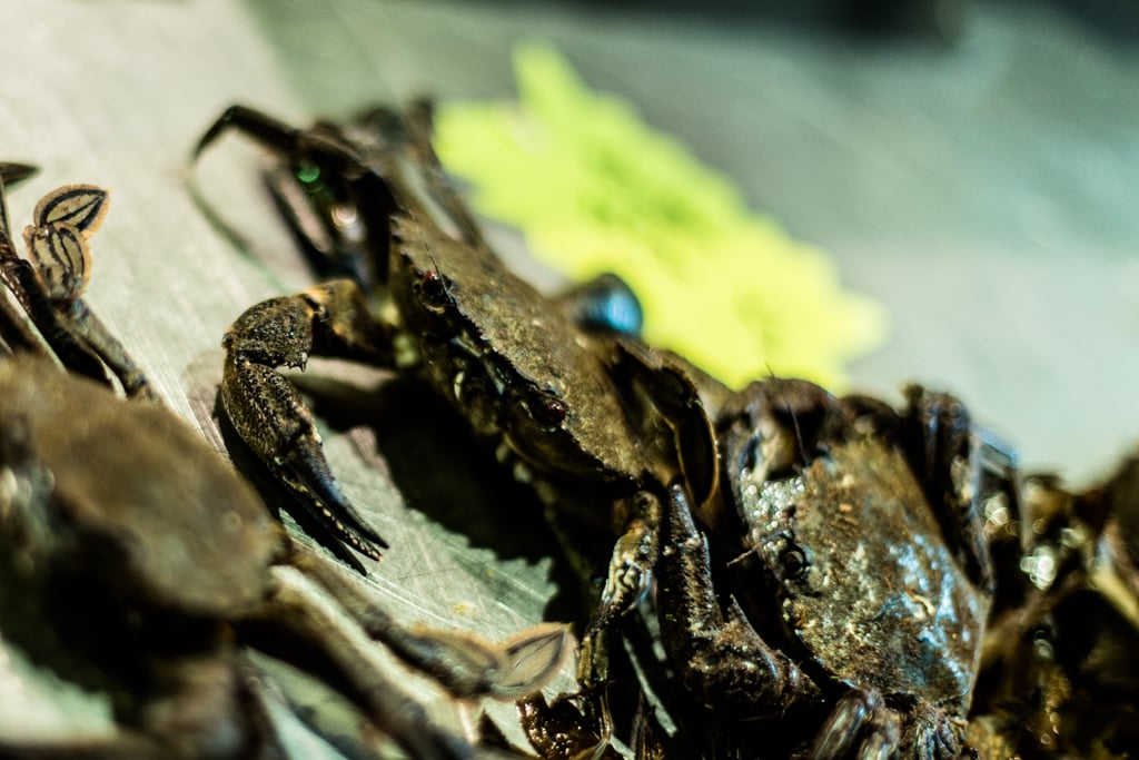 Marché-notre-dame-poissonnerie-au-ptit-pecheur-