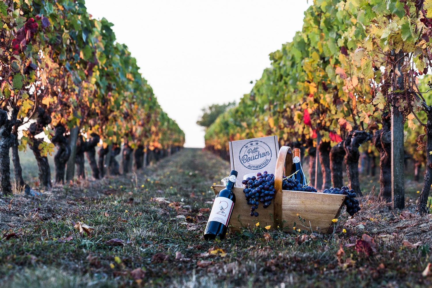 vigne et panier - ptit-bouchon-seance-photo-d-entreprise-8