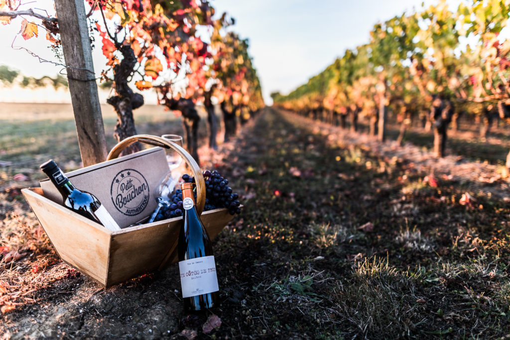 panier gourmand dans une vigne avec des bouteilles de vin - Photo pour le site ptit bouchon, vente de vin en ligne