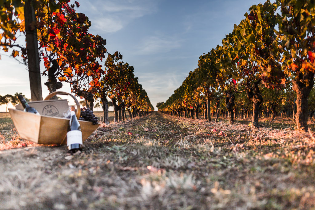 vigne - Photo pour le site ptit bouchon, vente de vin en ligne
