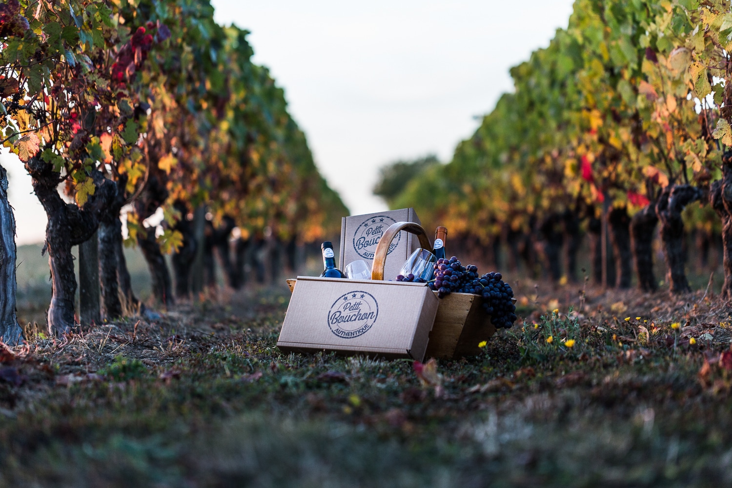 vigne et panier - ptit-bouchon-seance-photo-d-entreprise-8
